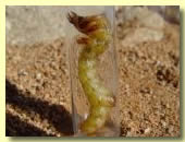 Mantichora larva in Chowagas Mountain